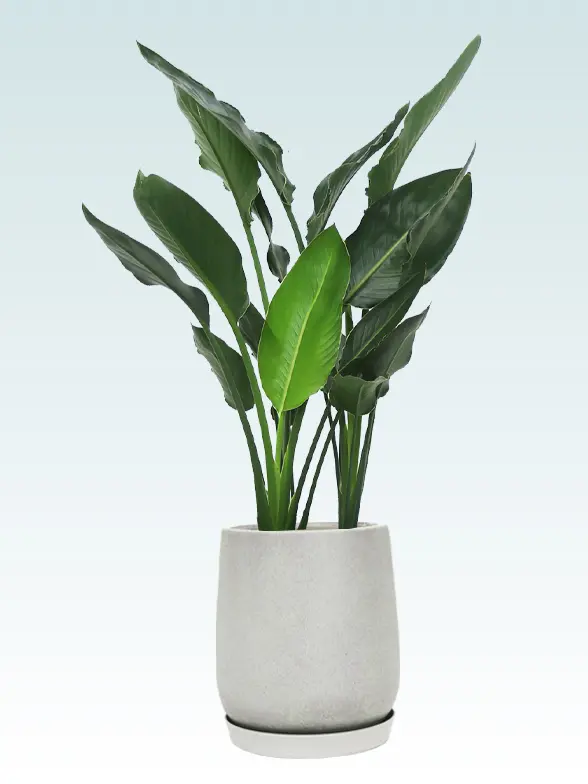 ストレリチア・レギネ8号(グラスファイバー製鉢植込み、チューリップ