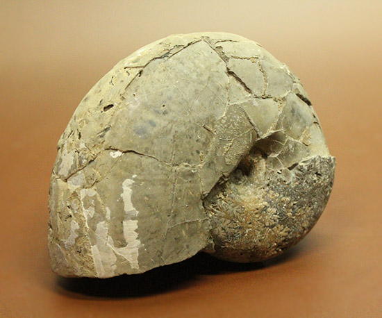 にわかにはその価値が分からない化石。二本木コレクション。国産