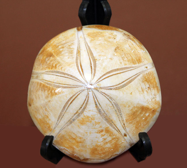 形の良い厳選品。マダガスカル産中生代ジュラ紀のウニ化石