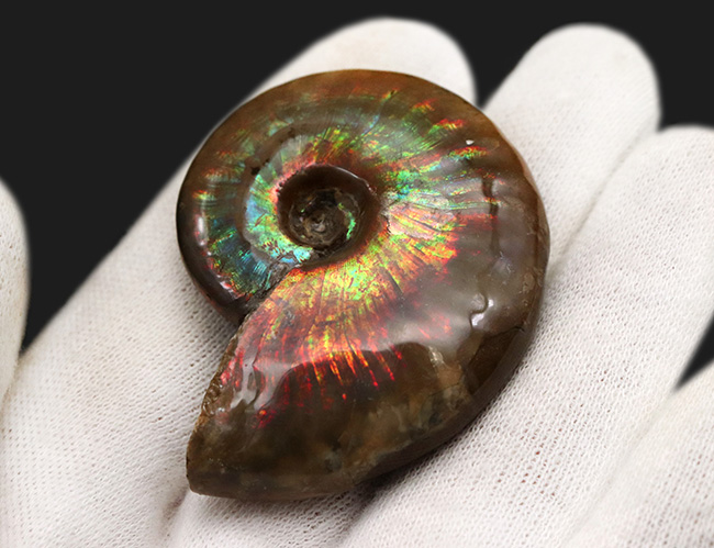 虹色が現れる箇所も！化石でありながらジェムのような輝きを放つ