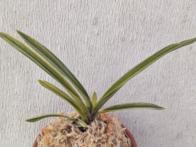 商品詳細｜布木の里 花信｜古典植物・山野草の専門店 フラワー