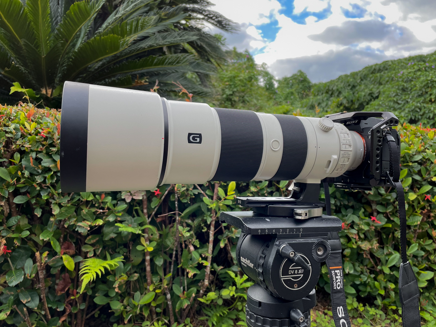 ソニー FE 200-600mm F5.6-6.3 G OSS レビュー｜野生動物写真家