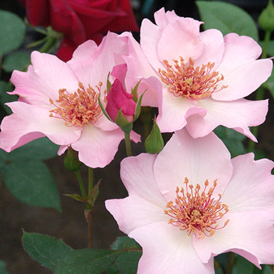 相原バラ園 / ＊デンティ・ベス（HT）【大苗】