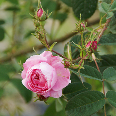 相原バラ園 / ロサ・ケンティフォリア（ケンティフォリア）【大苗】