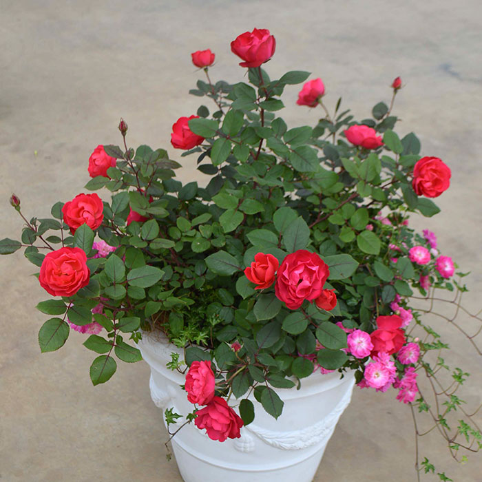 相原バラ園 / チェリー・ボニカ（メイアン）【大苗】