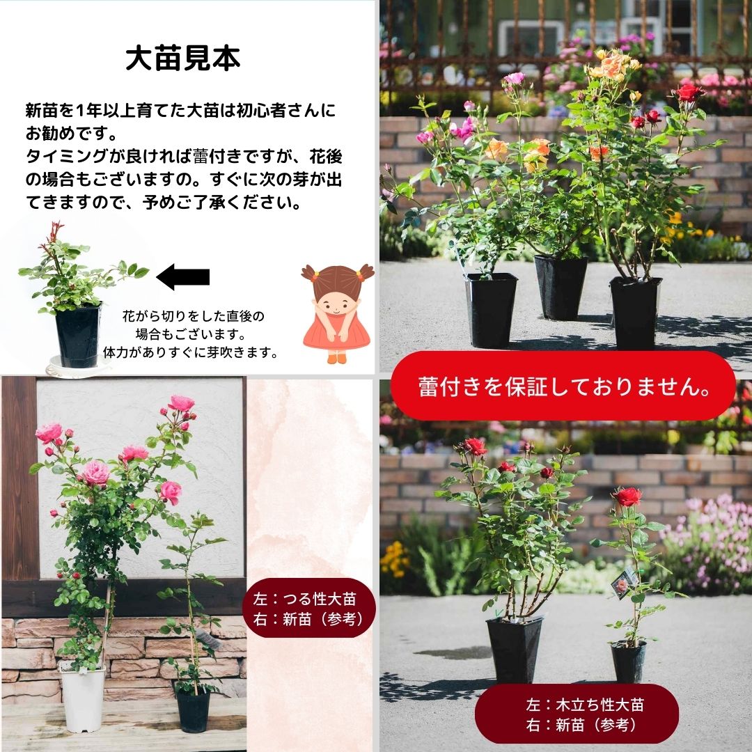 相原バラ園 / ＊ルクソール（ロサ・オリエンティスP）【大苗】