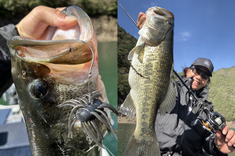 Hairy Spider Kujala | IMAKATSU