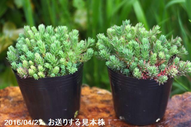 山野草の石田精華園 / 弊園の培養土で育てたセダム ヒスパニカム