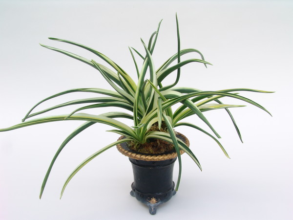 天錦章 (てんきんしょう）Tenkinnsyou – おもとの豊明園（ほうめいえん）