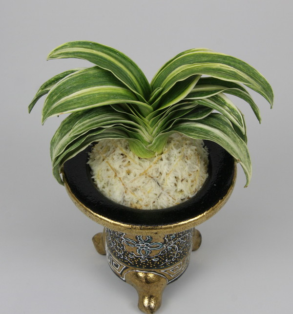 鳳 (おおとり) Ootori – おもとの豊明園（ほうめいえん）