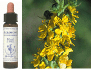 ヒーリングハーブ バッチフラワーレメディ｜ホメオパシージャパン