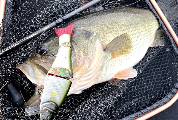 TRANSCENDENCE/トランスセンデンス】Ocelate 59B / オセレイト