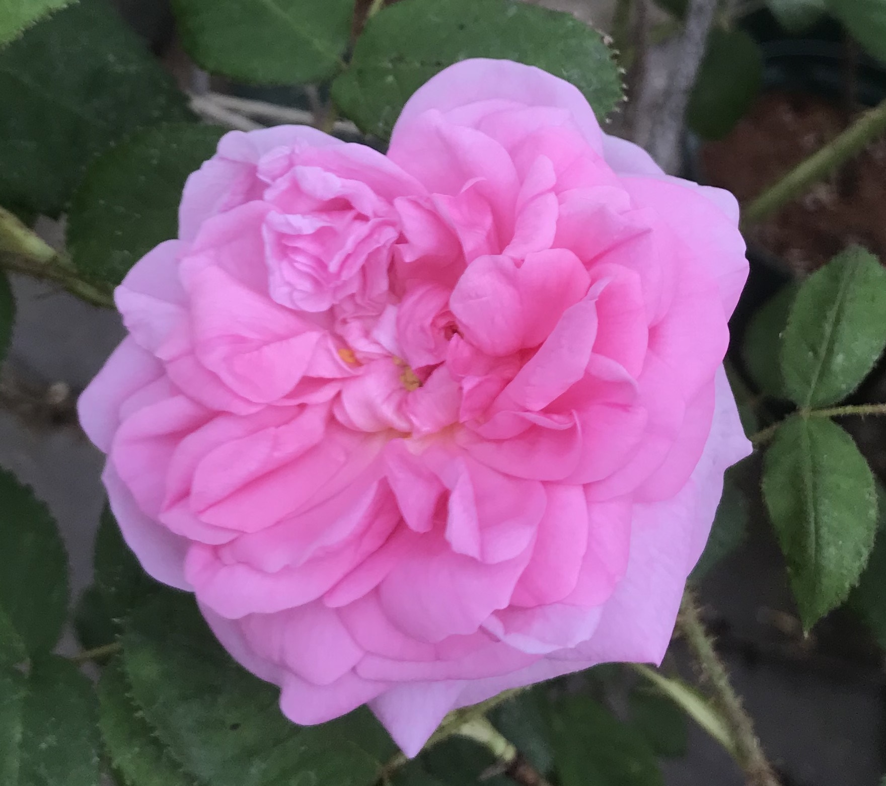 原種バラ大苗 ロサカニナ Herb&Rose バラ苗販売 商品詳細 Herb＆Rose