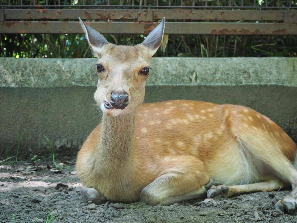 夏毛派の方々へ|こぼれ話｜ブログ|金沢動物園公式サイト｜公益財団法人