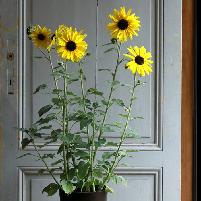 単品】ヒマワリ“サンフィニティ”（東京発送） | アトリエ華もみじ