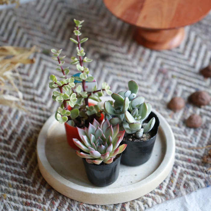 自分で植える】多肉植物のにょきっちの森セット（東京発送