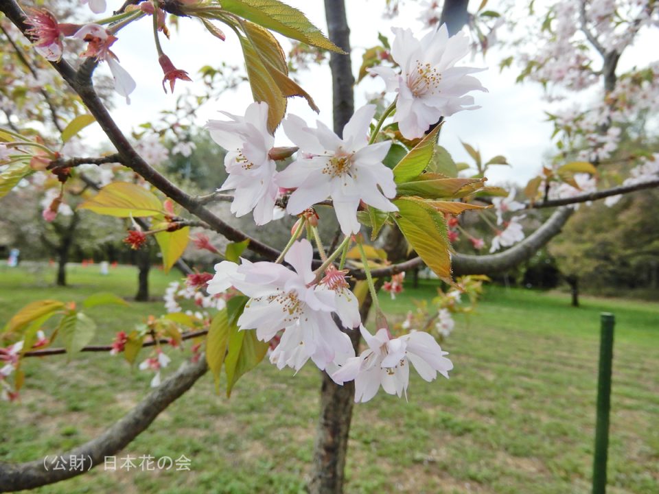 検索結果 | 桜図鑑｜公益財団法人日本花の会