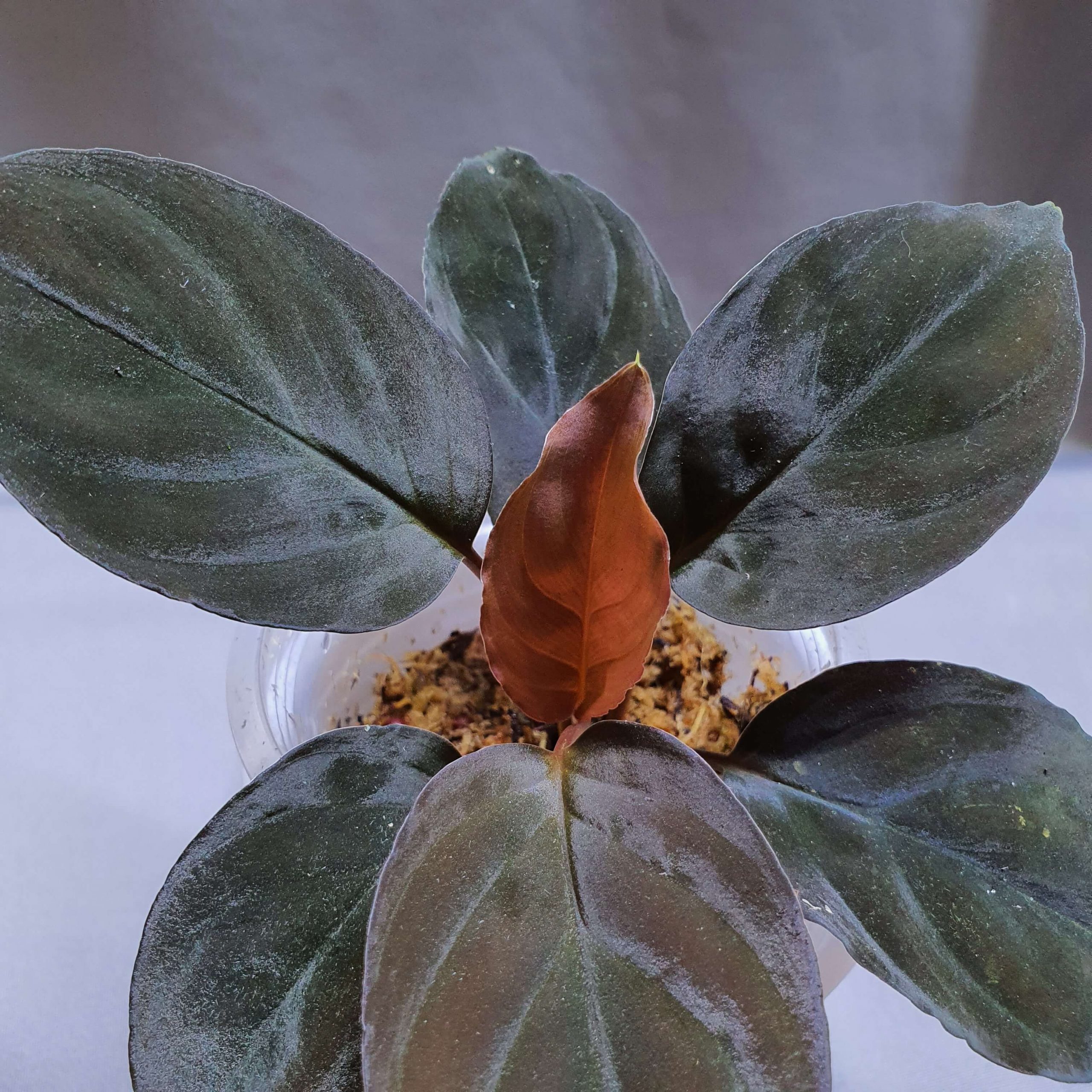 Homalomena black velvet | Happy Plant Nursery