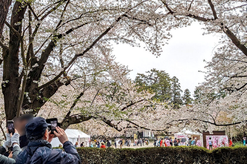 園内全域で花吹雪・花筏】弘前公園 園内の桜の様子（2024年4月24日