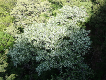 樹木図鑑(ウワミズザクラ)