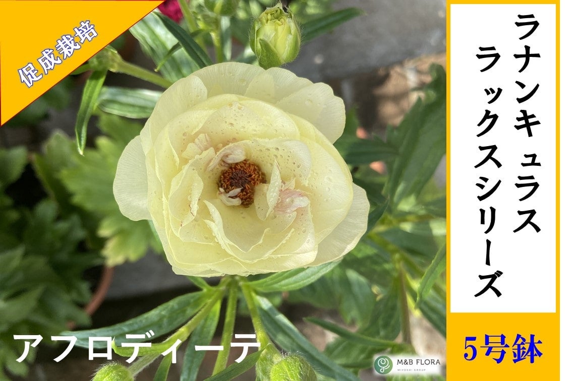 ラナンキュラス ラックスシリーズ【アフロディーテ】5号鉢（促成栽培