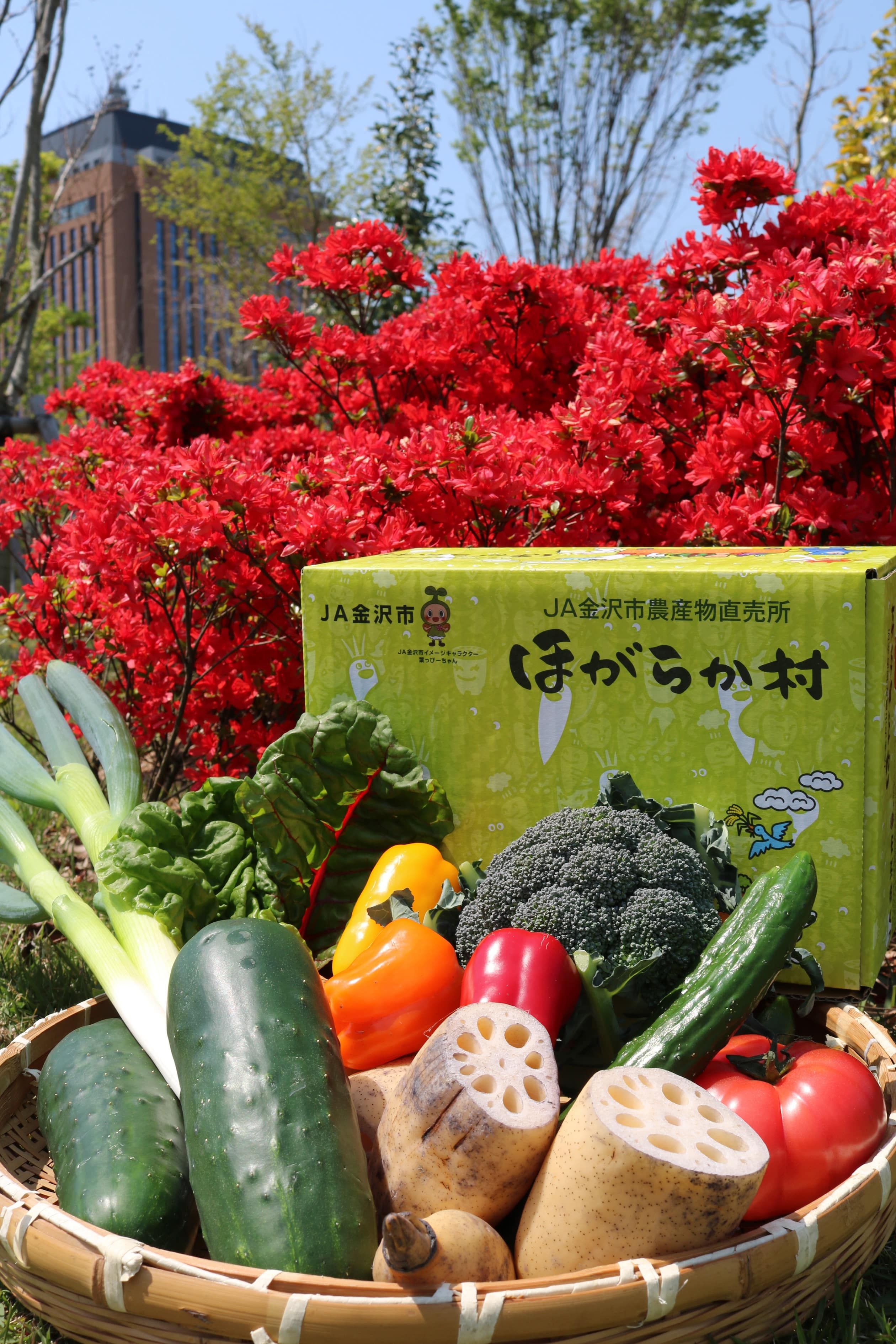 ほがらか村金沢野菜セット（加賀野菜2～3種含む約10種）: かが・のと味