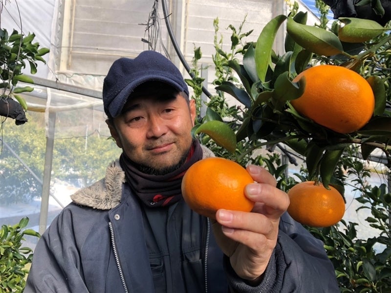 広島県産ハウスせとか 3㎏: 広島とれたて元気市|【JAタウン】産地