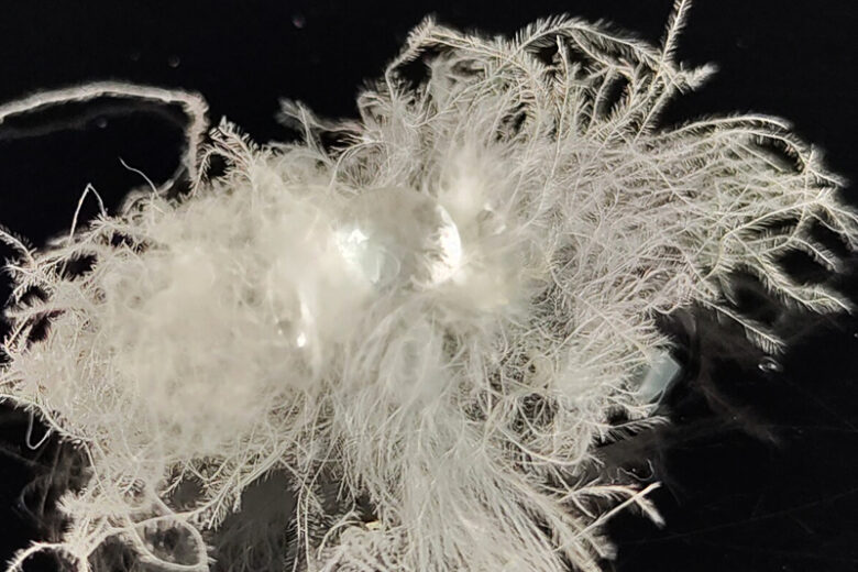 ST DOWN WARM PANTS/STダウンウォームパンツ - APPAREL TT ｜JACKALL