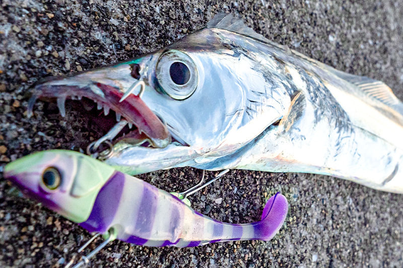 身近なビッグゲーム。ライトショアジギング対応モデルBRS-S96ML-LSJに