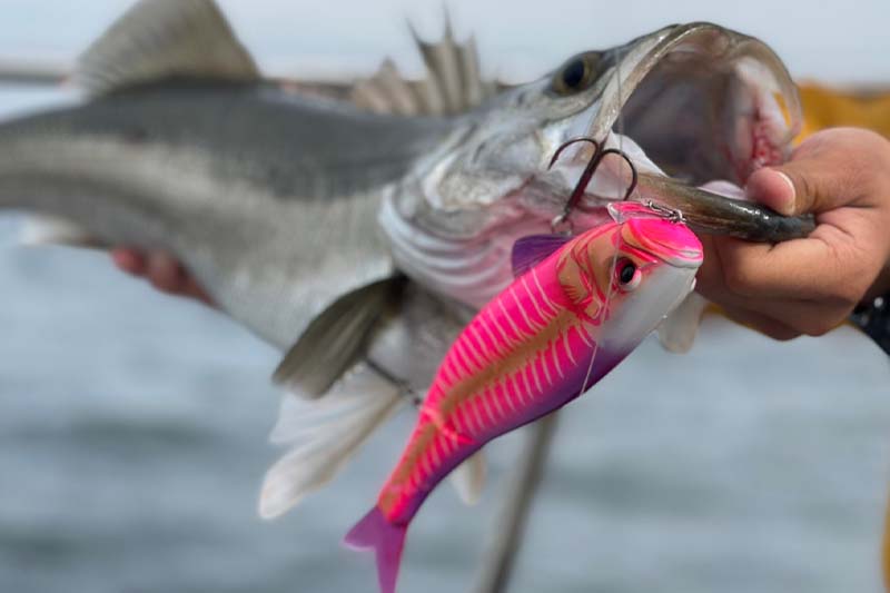 ダウズワン＆ダウズスイマー【東京湾コノシロパターン攻略のカギ