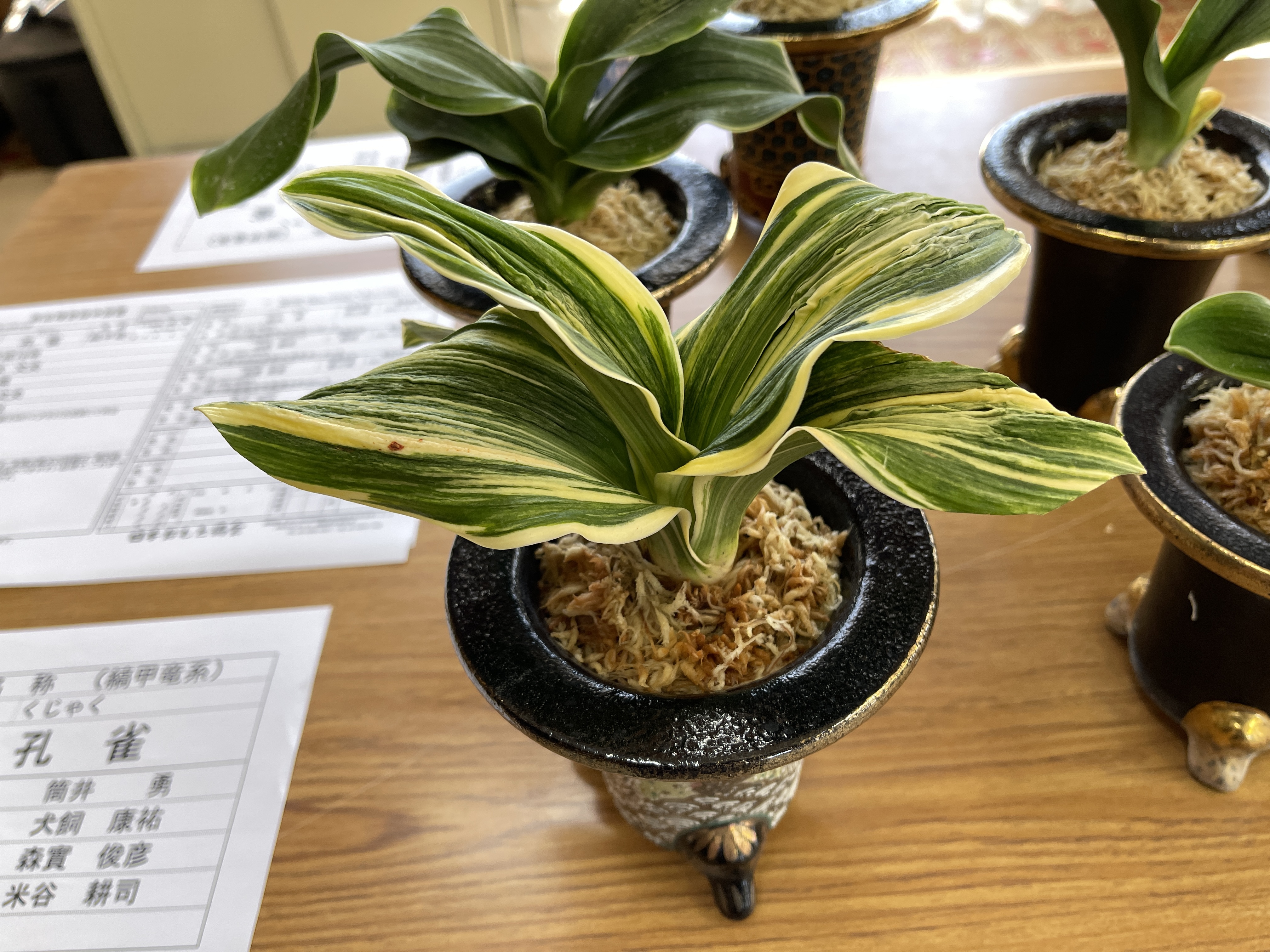 2022年新登録 of 日本おもと業者組合