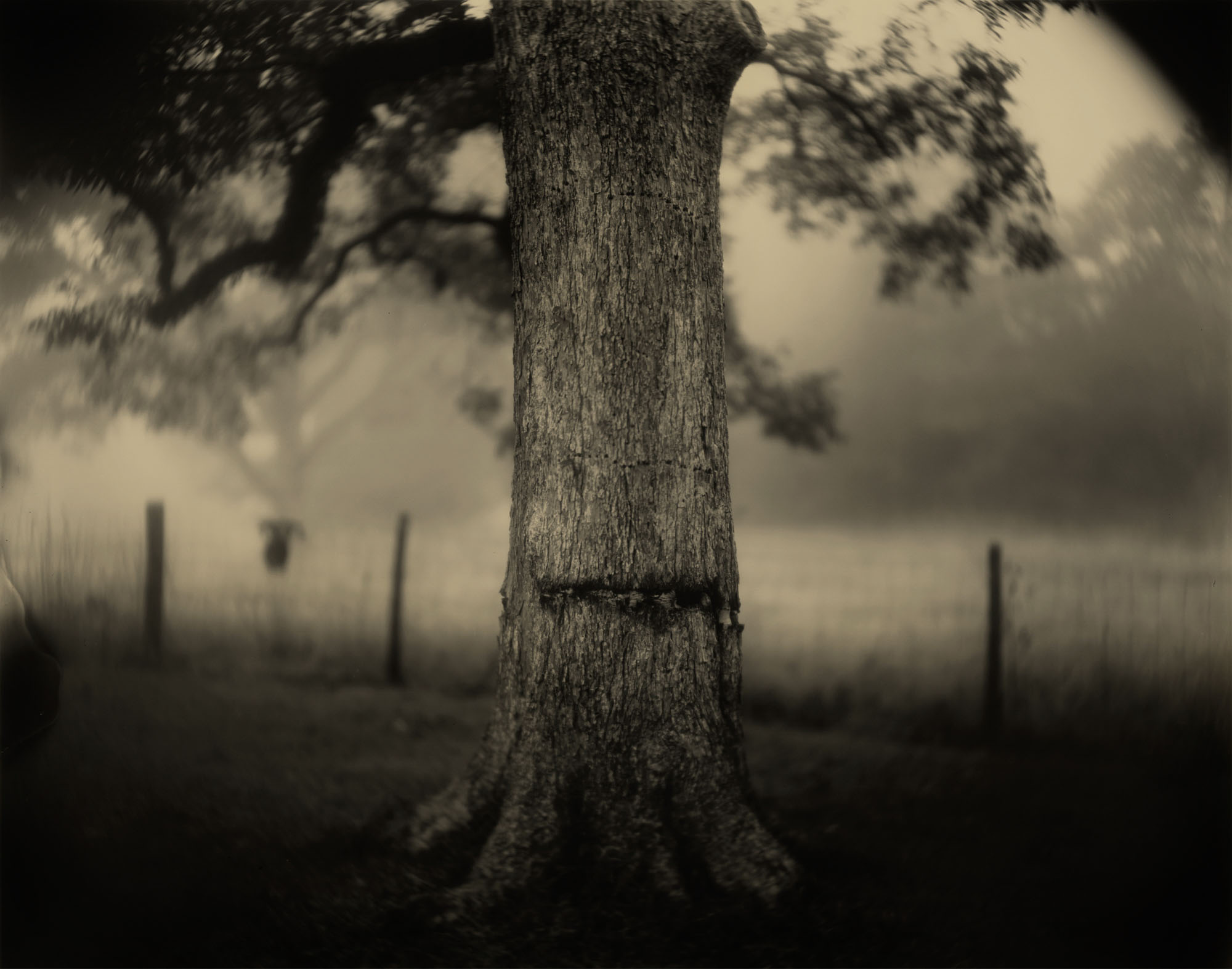 Darkness in the Deep South | Sally Mann | On Landscape
