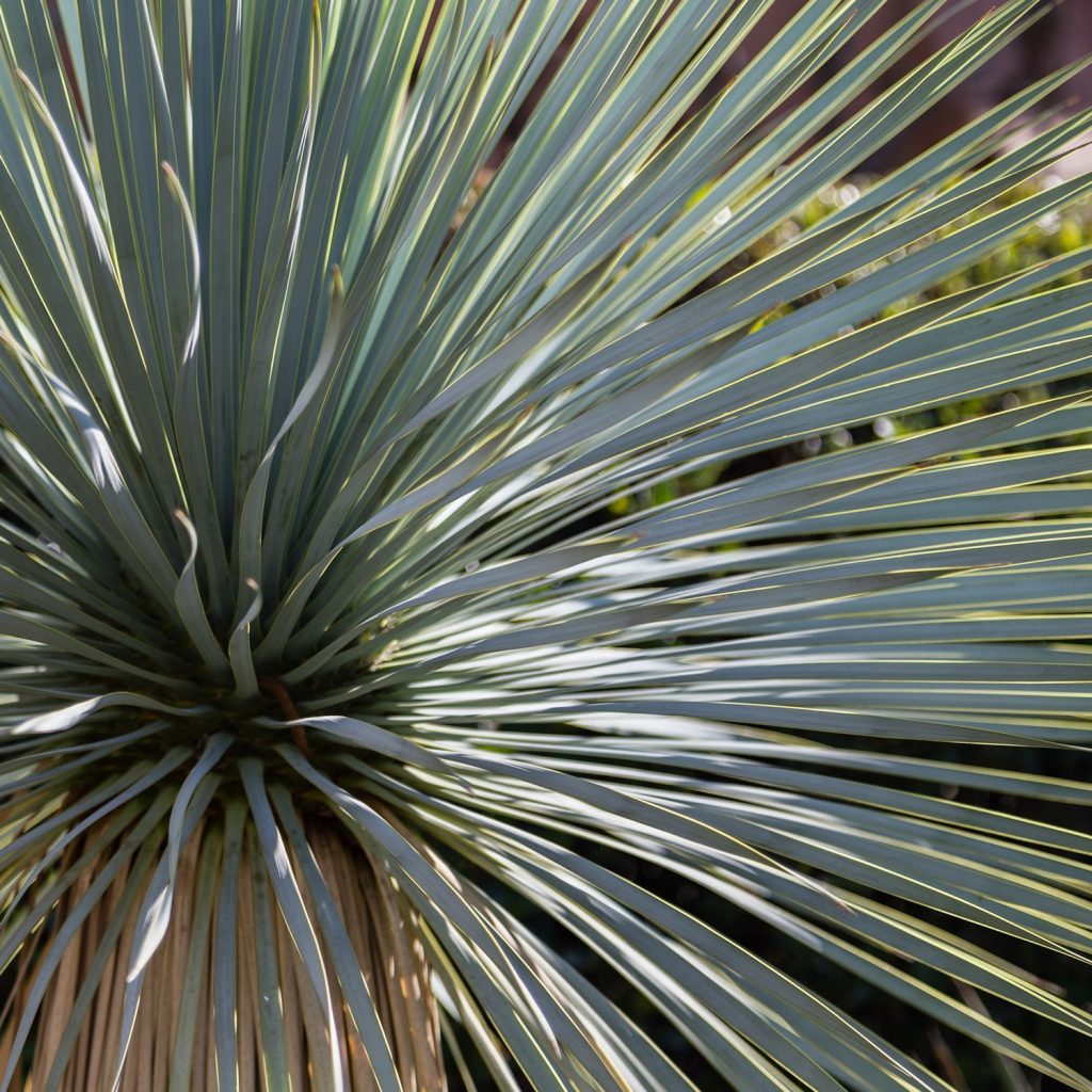 ユッカ・ロストラータ ｜Yucca rostrata | DESERT INC.