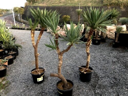 ユッカ・グラリオサ（君が代蘭）｜Yucca gloriosa | DESERT INC.