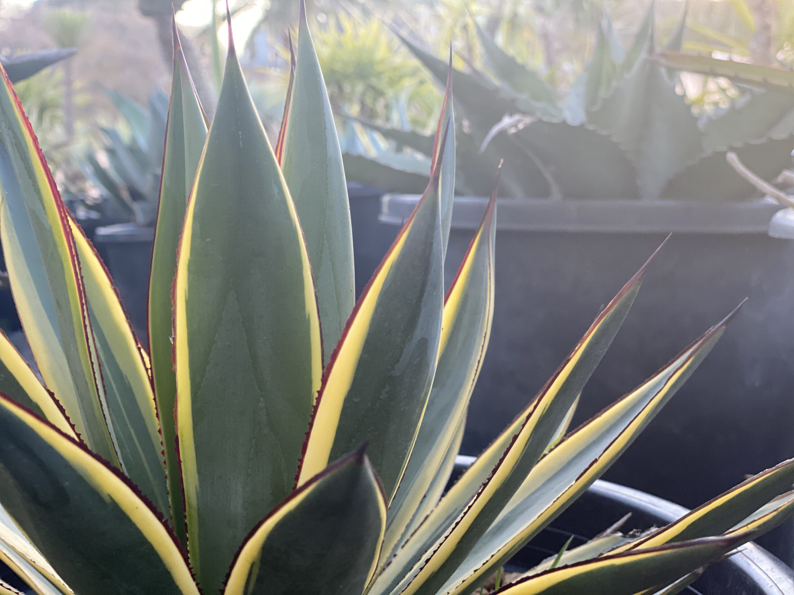 アガベ x サングロー｜Agave x 'Sun Glow' | DESERT INC.