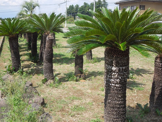 ヤシの木」「その他南国植物」の畑を見学できます | お知らせ | 株式