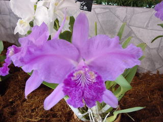 世界らん展日本大賞2003 原種カトレア Japan Grand Prix