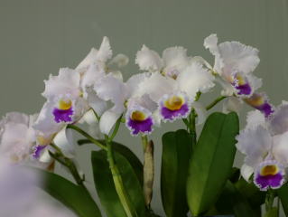 世界らん展日本大賞2004 カトレア原種 Japan Grand Prix