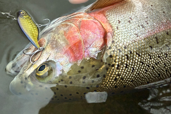 カットバイブ55HWで厳寒期のビッグトラウト攻略！ | Megabass-メガバス