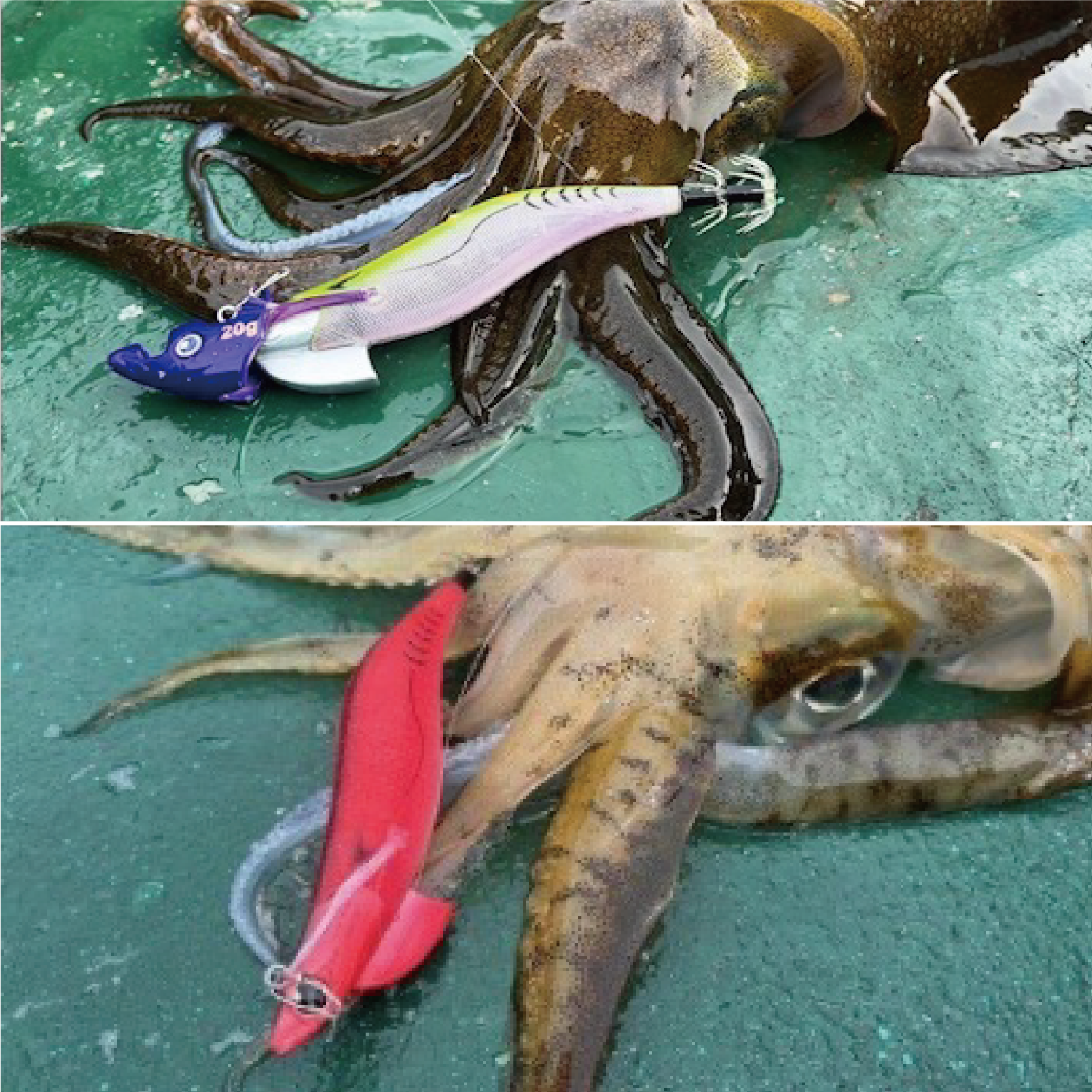 エギゾー TR スマートフィット – メジャークラフト｜Major Craft Web