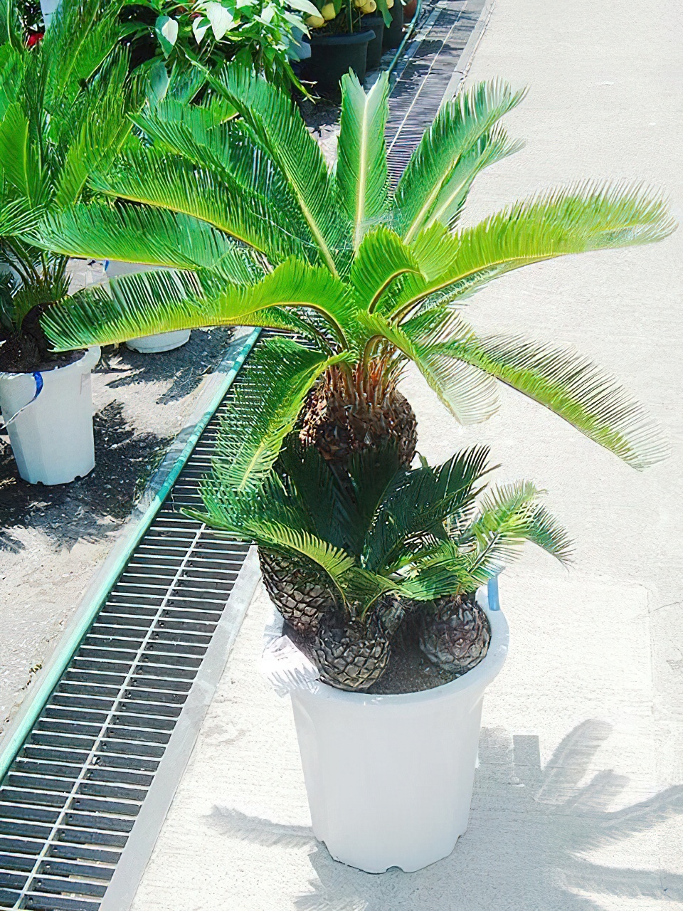 大株主のソテツ 10号プラ鉢(紺色) 高さ(鉢底から1m5cm程) 観葉植物