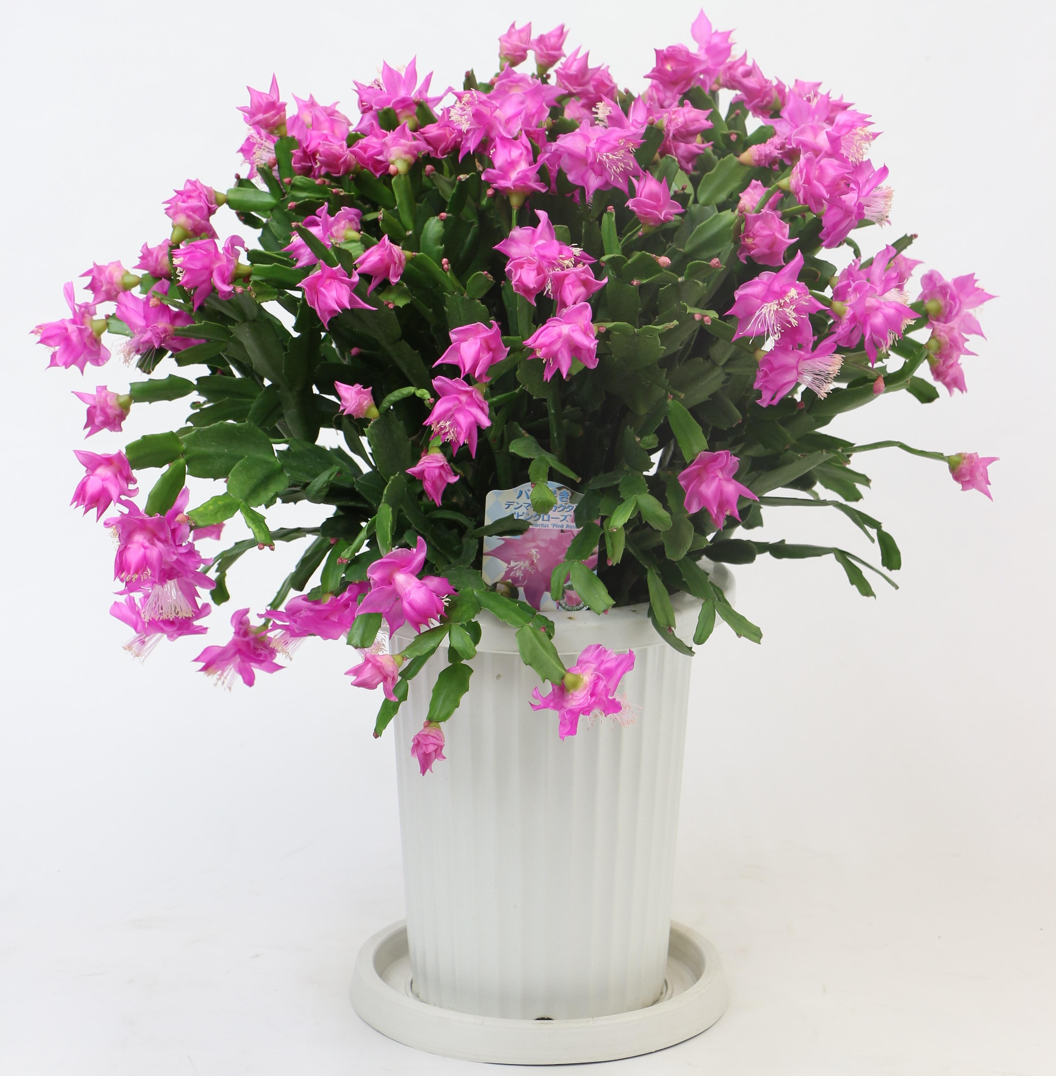 バラ咲デンマークカクタス7号Flowershopマルハナ