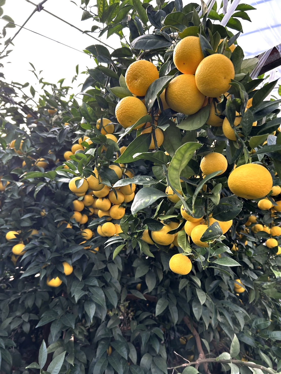 湘南ゴールド(2㎏) | フルーツギフト・果物のネット通販｜横浜水信