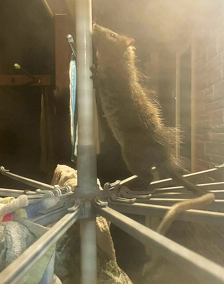 民家に希少なケナガネズミ 奄美市名瀬｜｜南海日日新聞