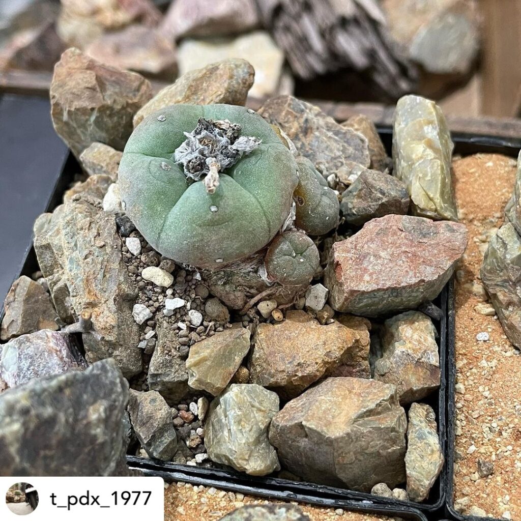 鉢植えドライガーデン：空間を彩るデザインと植物の選び方