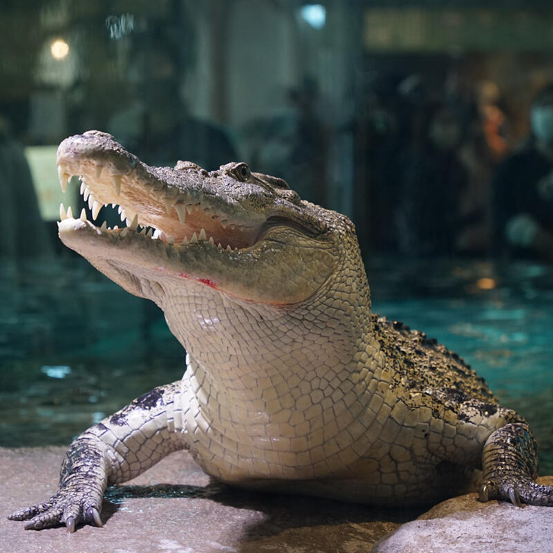 鋭い歯と強靭な顎｜ニフレルをさらに詳しく｜ニフレル