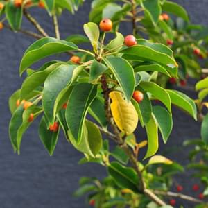 ソヨゴの特徴と赤い実の魅力-成長の緩やかなシンボルツリーや目隠し