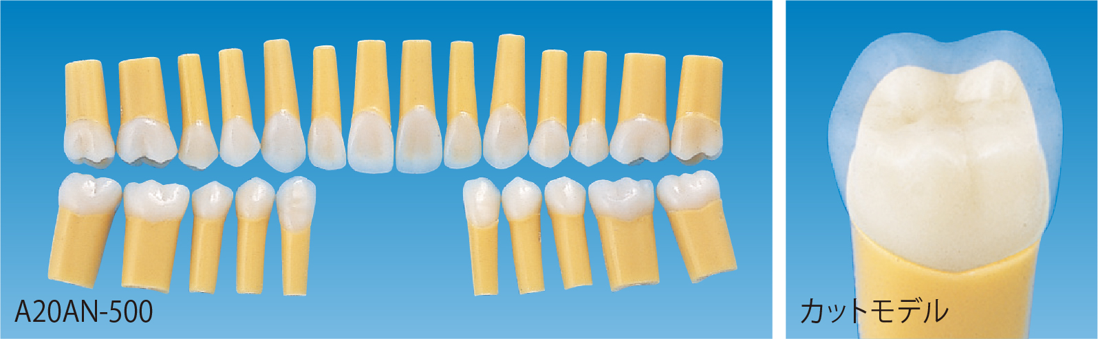 補綴修復実習用顎模型 [D18D-500A-QF](D咬合器つき)｜株式会社ニッシン