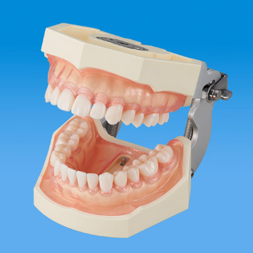 SRP実習用顎模型 [D16FE-500HPRO-S1A1-GSE]｜株式会社ニッシン｜歯科