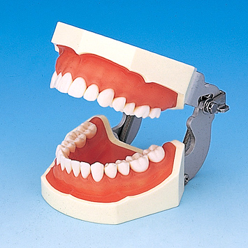 SRP用顎模型 [D16D-500H(GSF)-MF](D咬合器つき)｜株式会社ニッシン